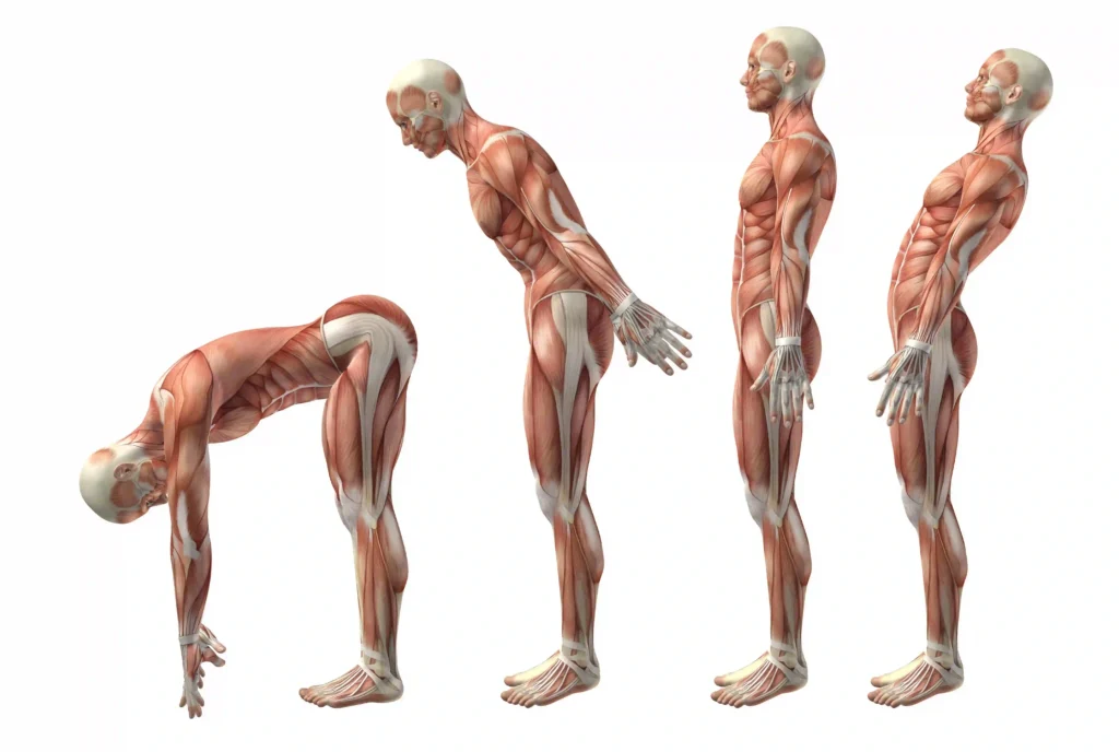 figura-medica-3d-que-muestra-flexion-extension-e-herextension-tronco_4_11zon