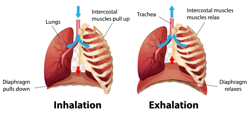 respiracion y movimiento de diafragma 